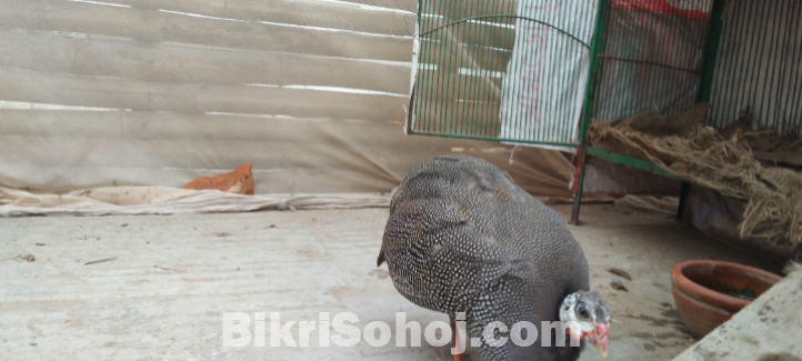 Guinea Fowl